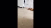 temp