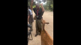 Deer prefer designer? Visitor’s pants become unexpected snack at Nara Park, Japan