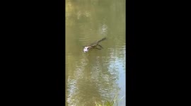 Talking to a hungry alligator