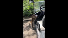 Monkey steals drink from golf cart at Thai zoo