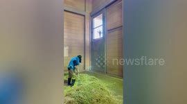 Aloof giraffe calmly watches zookeeper slave away