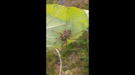 Mother spider carries hundreds of babies on her back