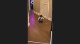 Cat in costume amuses owner in Oslo