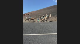 Camel falls during ride in Lanzarote, Spain