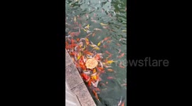 China: Fish Eating Naan