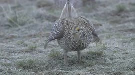 US: Sharp-Tailed Grouse Male Stomps Feet And Flutters Wings To Impress A Partner