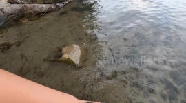 turtle tries its best to get away from the camera and swims in the watter