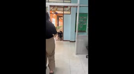 Dog brings friends to owner’s workplace in Chaiyaphum, Thailand