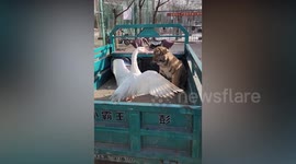 Zoo lets goose terrify poor tiger cub to entertain zoo visitors