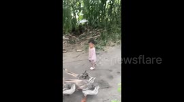 China: Goose Attacks A Little Child