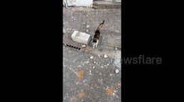 Lebanon: Cats survive airstrikes in devastated Beirut
