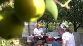 How Xinjiang's Korla pear travels from tree branches to consumers' palates