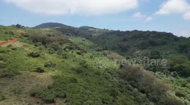 Africa's wildlife population has declined by 76 pct: WWF