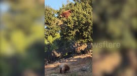 Massive bear spotted atop tree feasting on acorns