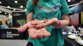 Some of the wonderful insects as well as an interview with Fran from the Royal Entomological Society at this year's New Scientist Live 2024
