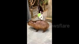 Llama grazes on unfazed capybara's back as if its grass