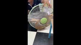 Cat owner uses fan cage for useful fur drying hack