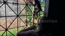 Illegal wildlife trafficking in the Amazon Rainforest. Many locals in the region who live in poverty choose to buy, sell, and trade wild animals on the market in order to mitigate their economic hardships.