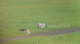 Cute Crow playing with a ball in front of confused seagulls