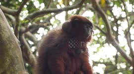 Titi Monkeys of the Amazon Rainforest in their natural habitats. Titi monkey baby and their families.