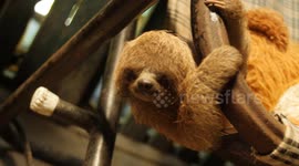 Baby sloth in the Amazon Rainforest plays with her new stuff animal toy while curiously exploring her new world.