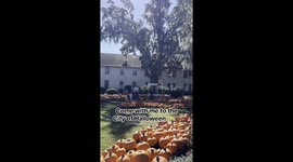 Walk through the South Carolina neighbourhood dubbed the 'city of Halloween'