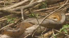 Large Anaconda spotted deep in the Amazon Rainforest on a expedition. It enters into the water with complete stealth.
