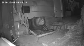 Large Bear Wiggles Out from Under Home