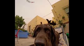 Playful brown lab with reindeer antlers records chase around garden with camera in his mouth