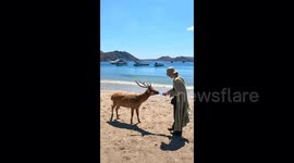 A girl gives water to a deer by putting the bottle in its mouth