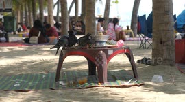Pigeons enjoy a holiday buffet lunch on the beach just as the humans are doing.