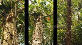 Beautiful Ayahuma tree (also known as the cannon ball tree) filmed in the Amazon Rainforest with its giant fruits and vibrant flowers. Couroupita guianensis