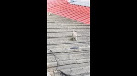 Meerkats seen scampering across home roofs in Thailand