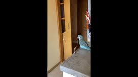 Parakeet Korzhyk flies with heavy spoon in Lviv, Ukraine