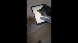 2 cats are showing off their skills playing mouse catching game on tablet with very high accuracy