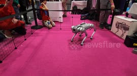 An amazing dog like robot shows of to the crowed of people attending this years New Scientist Live