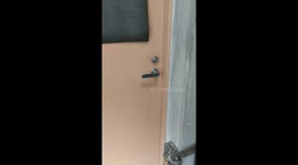 Smart red panda tries to open zoo door