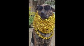 Crazy rich doggy sports flashy gold chains