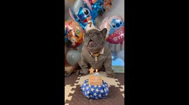 French Bulldog celebrates his 7th birthday in a stylish costume with lots of balloons