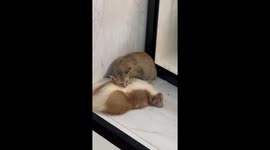Pet cat and skunk snuggle up together in unlikely friendship