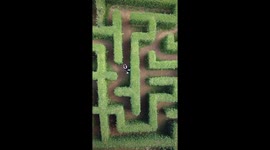 Couple bash into each other while negotiating hedgerow maze