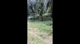 Moments of funny moments when a buffalo capsizes in Indonesian citizens