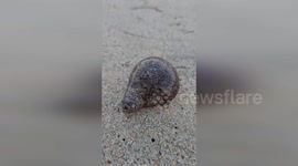 US: Mystery of the Hairy Sea Cucumber Washes Ashore in Cape Hatteras