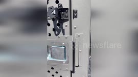 US: Injured Hawk Soars Again After Rehab