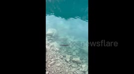 China: At Panda Lake in Jiuzhaigou, an otter is catching and eating fish in the water
