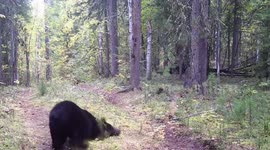 Russia: Bear Rolls On Ground And Scratches Back On Two Legs Against Tree To Mark Territory After Storm