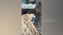 Russia: Headbanger Lynxes Bump Heads To See Who's Boss