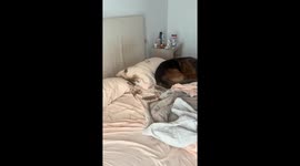 Dogs soil bedding in Salta, Argentina