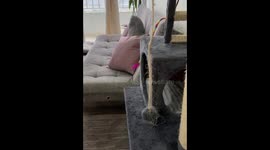 Cat jumps onto table to watch TV in Armenia, Colombia