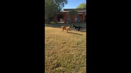 Dogs stand frozen in Concepción del Uruguay, Argentina